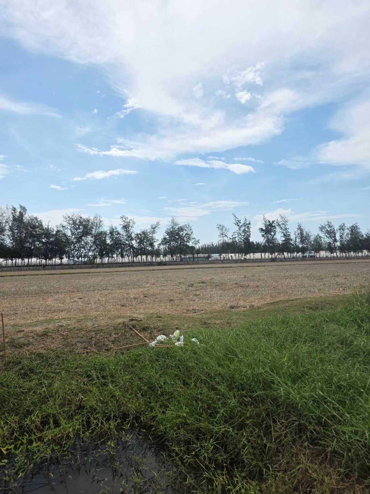 ขายที่ดินชะอำ เพชรบุรี : ขายที่ดินเป็นทุ่งนา บางแก้ว บ้านแหลม จังหวัด เพชรบุรี 
เนื้อที่13ไร่176ตารางวา