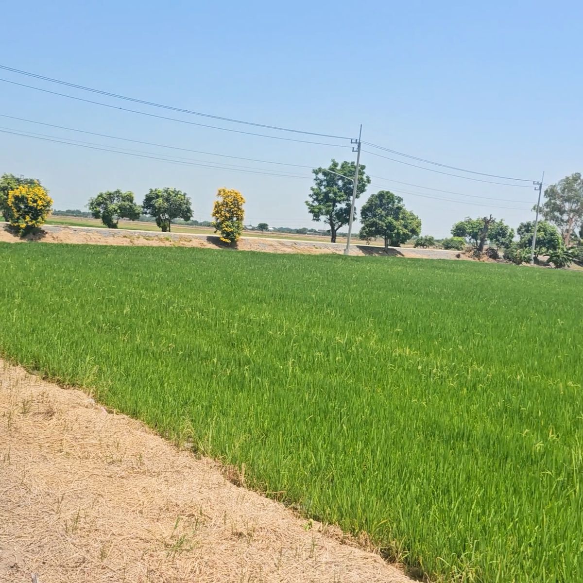 For SaleLandNonthaburi, Bang Yai, Bangbuathong : Land for sale in Sai Noi - Bang Lane, Nonthaburi, Nakhon Pathom, next to the concrete road After next to the Thawi Watthana Canal
