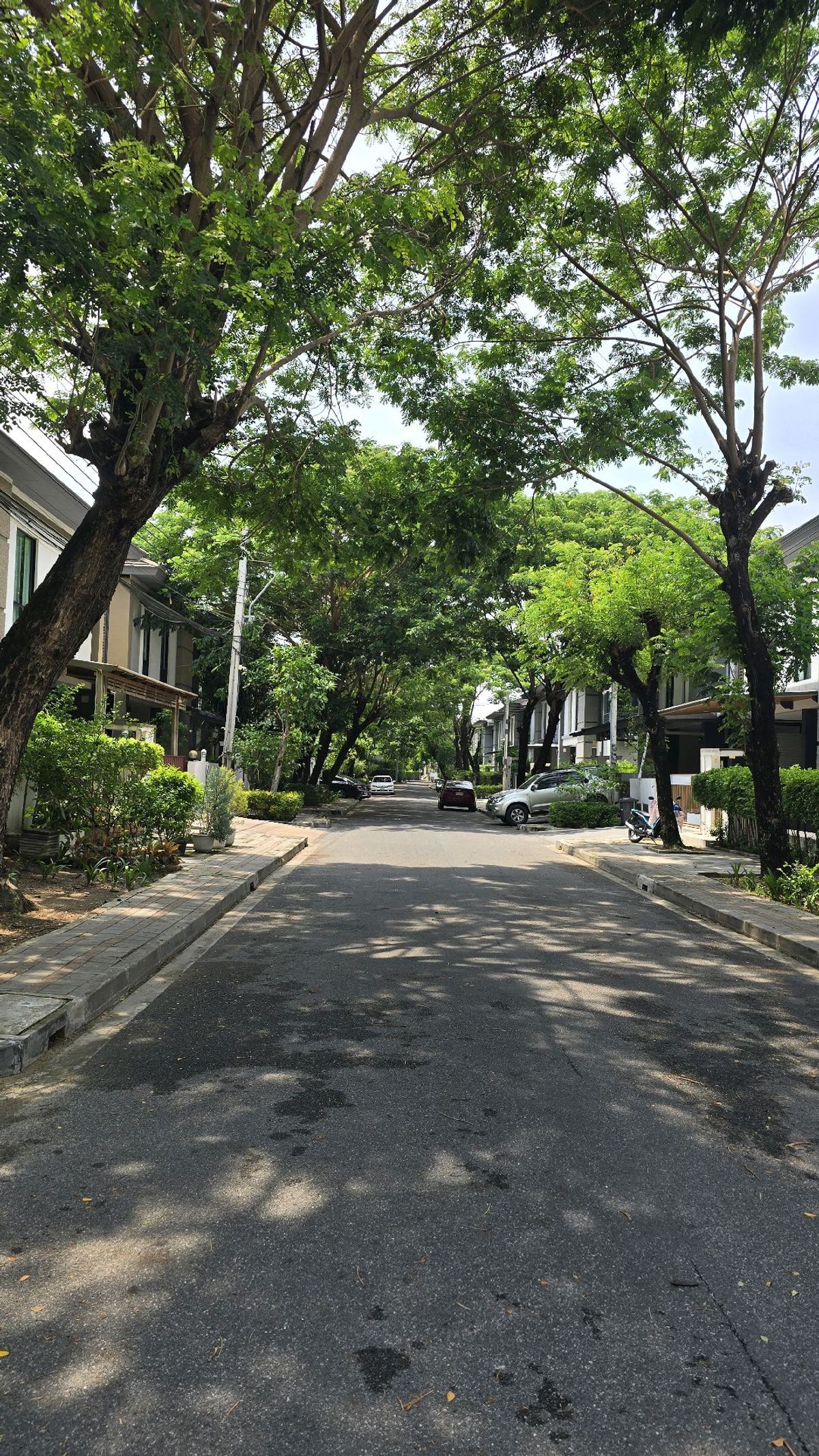 ขายบ้านบางแค เพชรเกษม : 🏡  ซีรีน กัลปพฤกษ์ Zerene Kallapaphruek (บ้านเดี่ยว) 75.7 ตร.วา ขนาด Type ใหญ่ 255 ตร.ม. 4 ห้องนอน (+1 ห้องแม่บ้าน) แต่งสวย Modern, สภาพดีบนนถนนmain ที่ล้อมรอบด้วยซุ้มต้นไม้ใหญ่ 🌳 โดยจอดรถได้ถึง 4 คัน 🚗