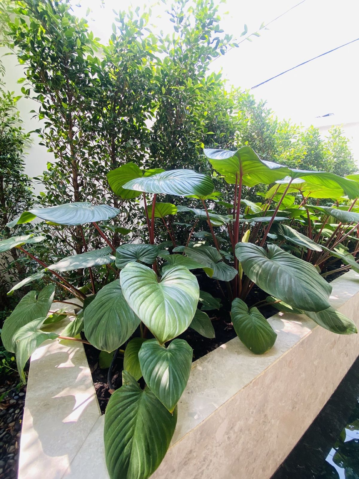 ขายบ้านเลียบทางด่วนรามอินทรา : ELIVA PRIVATE RESIDENCES นาคนิวาส37 ขายบ้านสุดหรู 