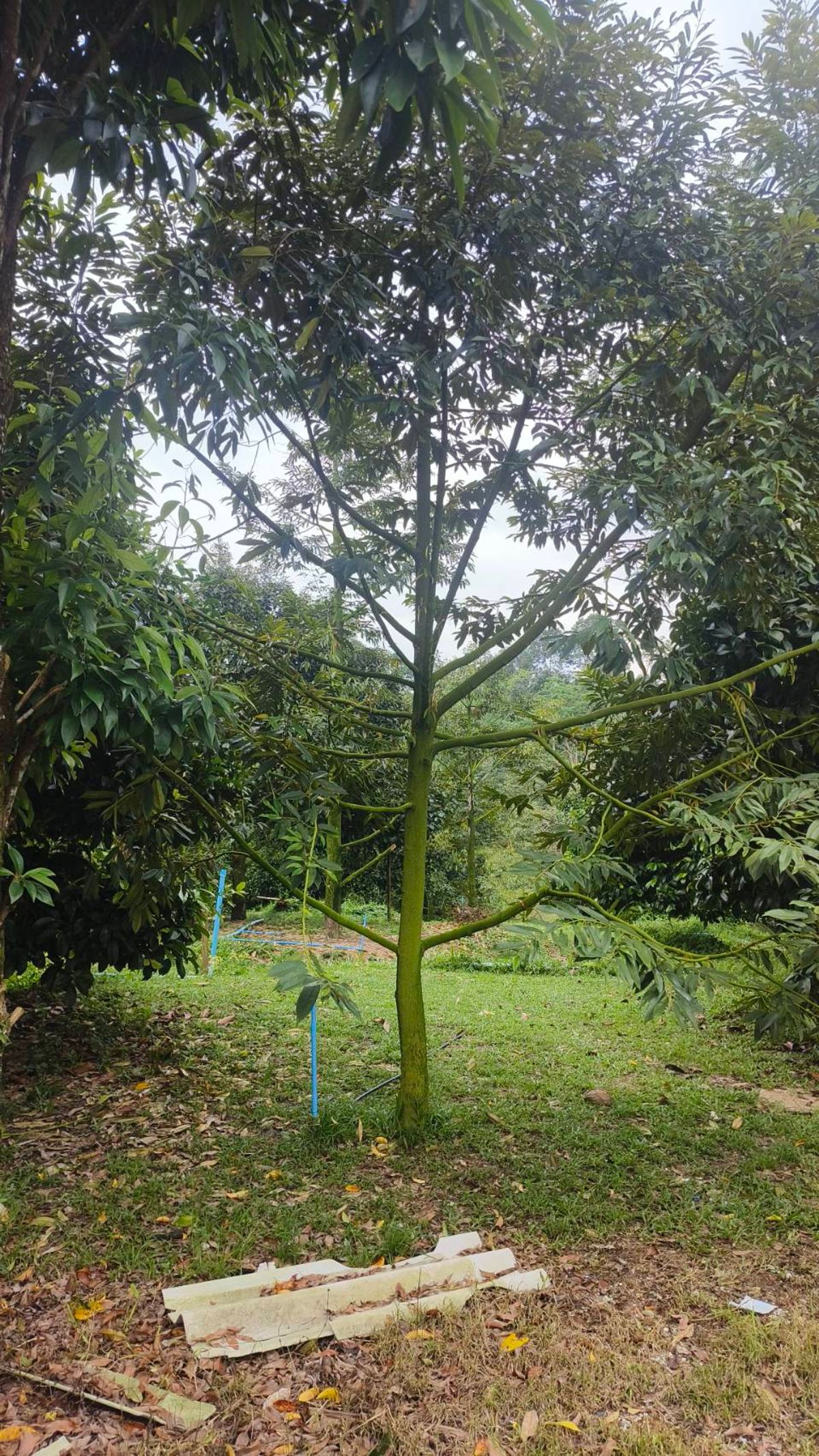 ขายที่ดินนครศรีธรรมราช : ขายด่วนที่ดิน ติดถนนดำ วิวเขา