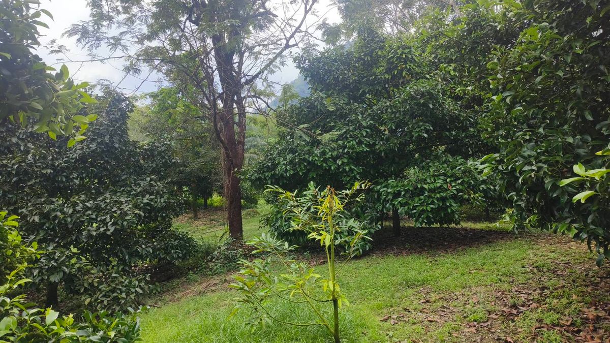 ขายที่ดินนครศรีธรรมราช : ขายด่วนที่ดิน ติดถนนดำ วิวเขา