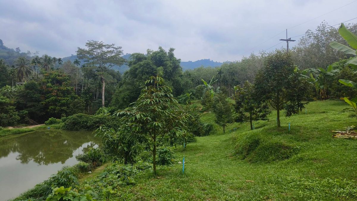 ขายที่ดินนครศรีธรรมราช : ขายด่วนที่ดิน ติดถนนดำ วิวเขา