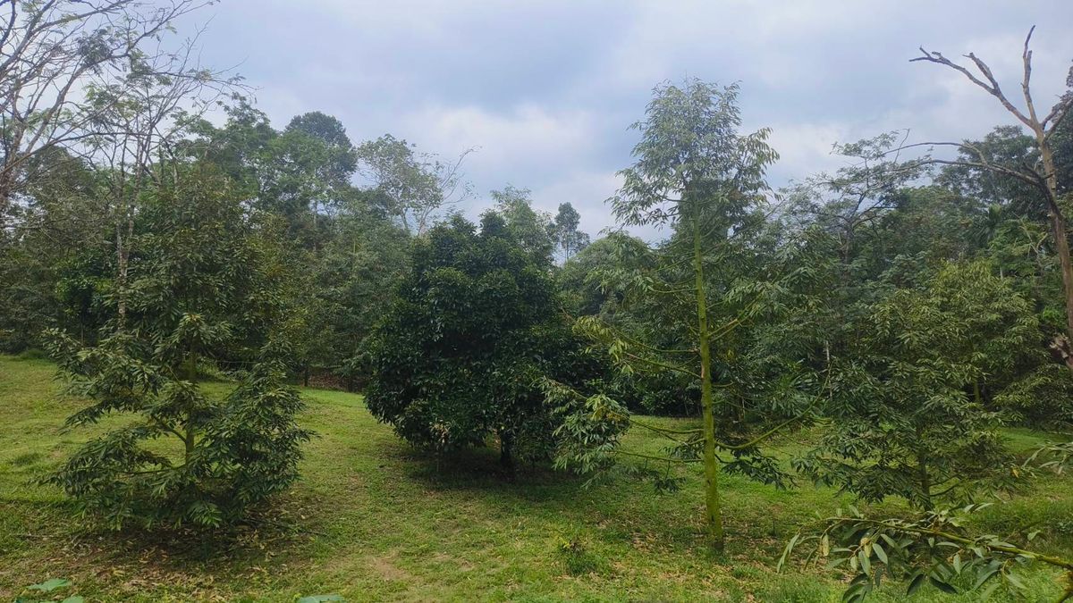 ขายที่ดินนครศรีธรรมราช : ขายด่วนที่ดิน ติดถนนดำ วิวเขา