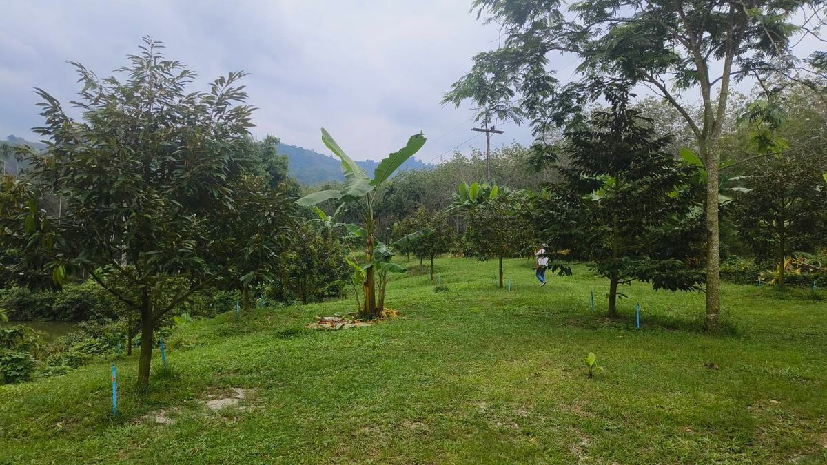 ขายที่ดินนครศรีธรรมราช : ขายด่วนที่ดิน ติดถนนดำ วิวเขา