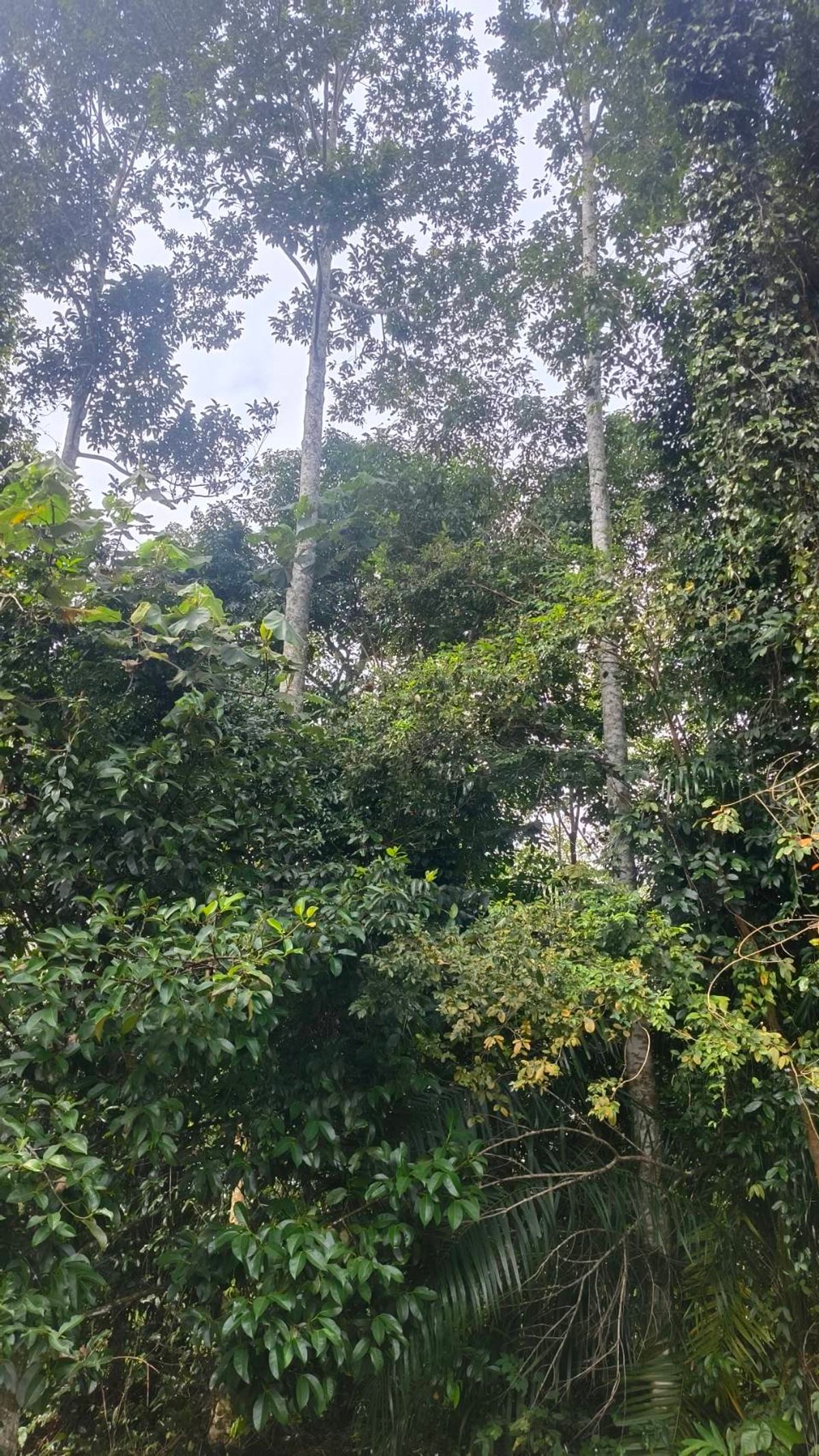 ขายที่ดินนครศรีธรรมราช : ขายด่วนที่ดิน ติดถนนดำ วิวเขา