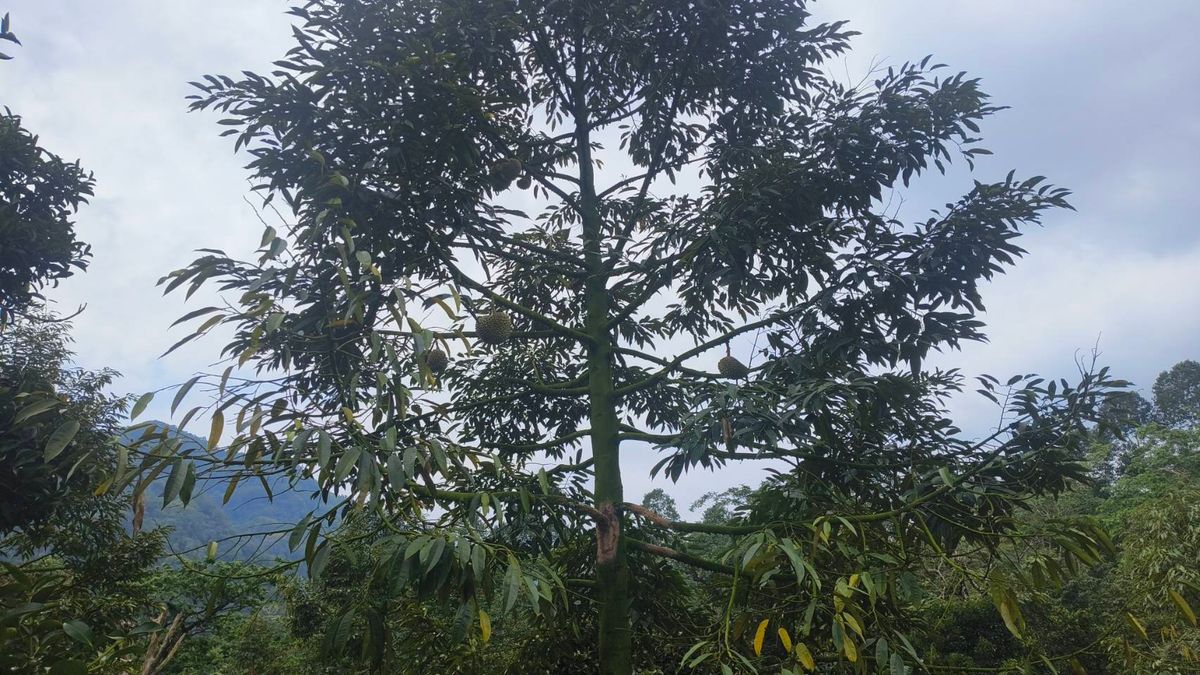 ขายที่ดินนครศรีธรรมราช : ขายด่วนที่ดิน ติดถนนดำ วิวเขา