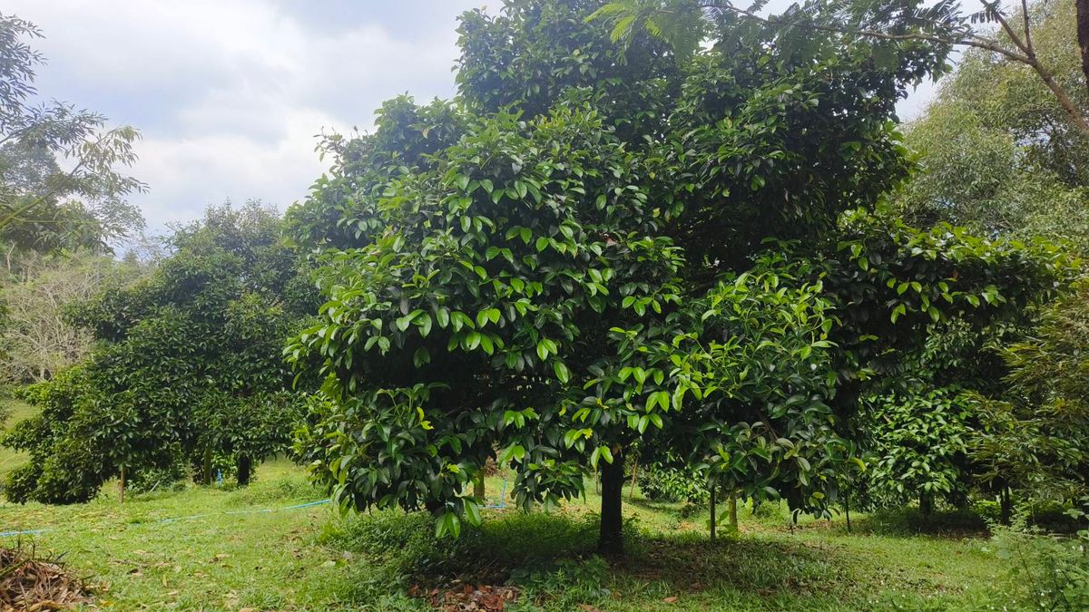 ขายที่ดินนครศรีธรรมราช : ขายด่วนที่ดิน ติดถนนดำ วิวเขา