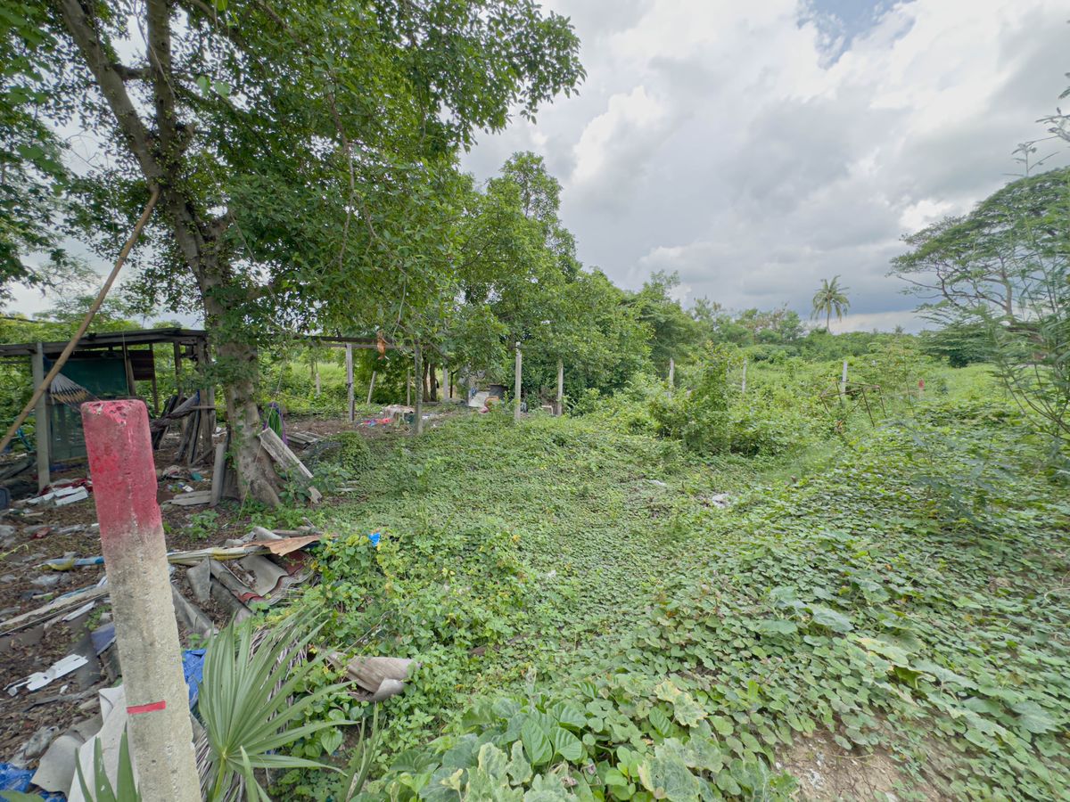 ขายที่ดินแจ้งวัฒนะ เมืองทอง : ที่ดินปากเกร็ด  85 ตร.วา ทำเลดี ราคาต่ำกว่าตลาด ใกล้รถไฟฟ้าสีชมพูใกล้วัดป่าเลไลย์ ปากเกร็ด นนทบุรี