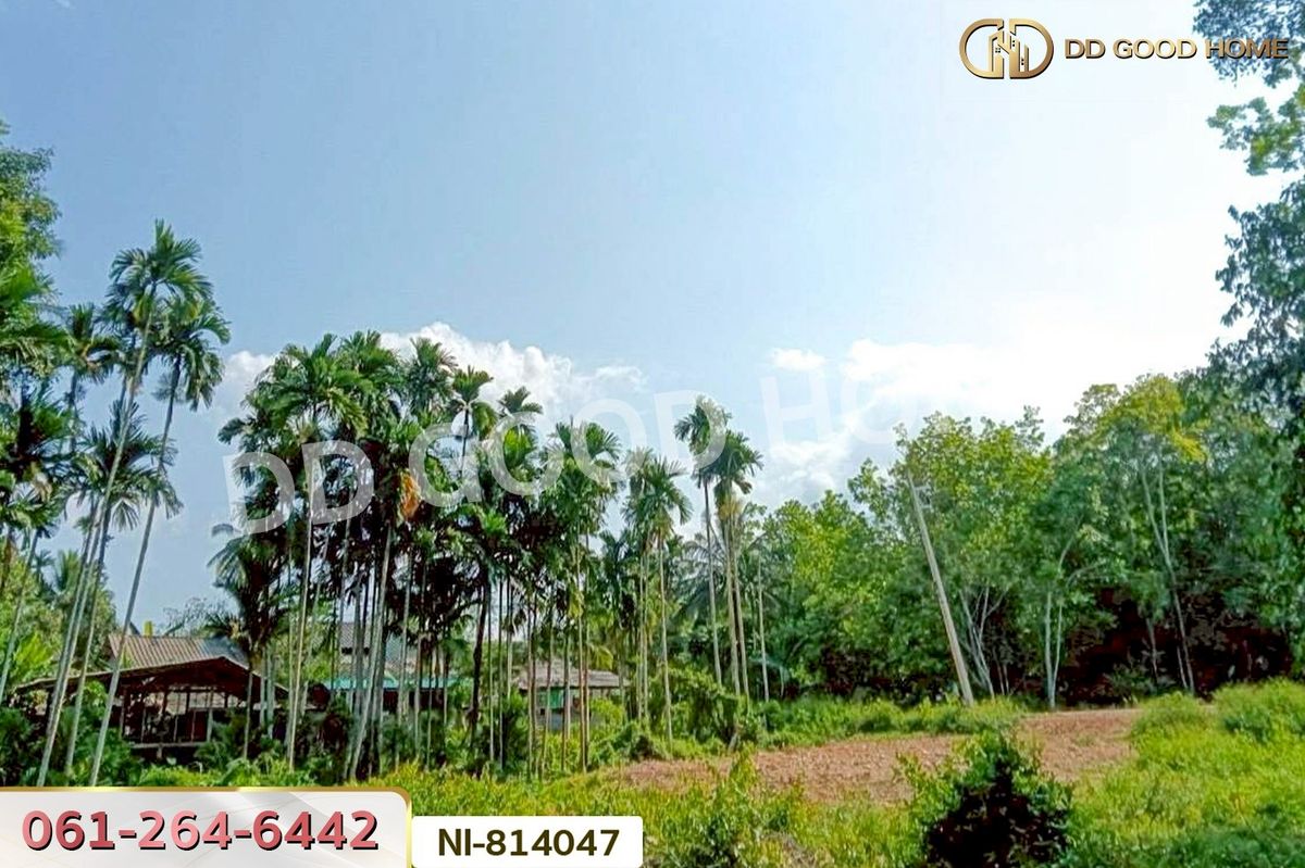 ขายที่ดินยะลา : NI-814047 ที่ดินเปาะเส้ง 3 ไร่ 50 ตร.ว. ยะลา ใกล้ตลาดใหญ่สามแยกบ้านเนียง