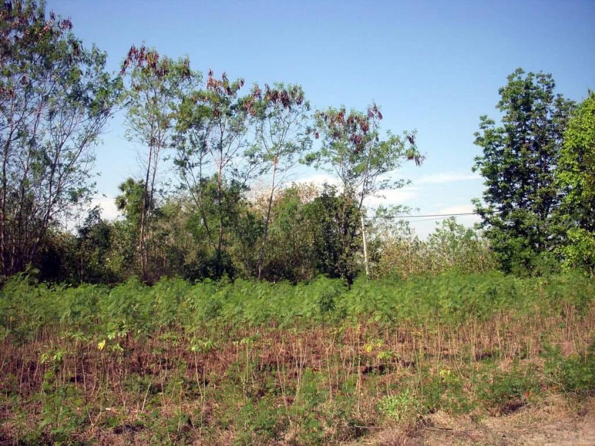 For RentLandKanchanaburi : At Kwai Yai, Kanchanaburi on the road