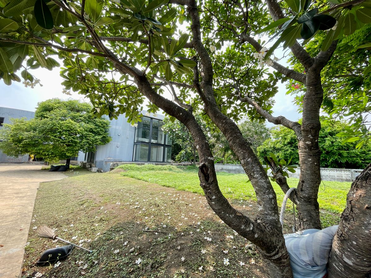 ขายบ้านเลียบทางด่วนรามอินทรา : ด่วนขายขาดทุน!! ที่ดินพร้อมสิ่งปลูกสร้าง 301 ตร.ว. ลาดพร้าว 71 ใกล้เลียบด่วน MRT ลาดพร้าว 71 