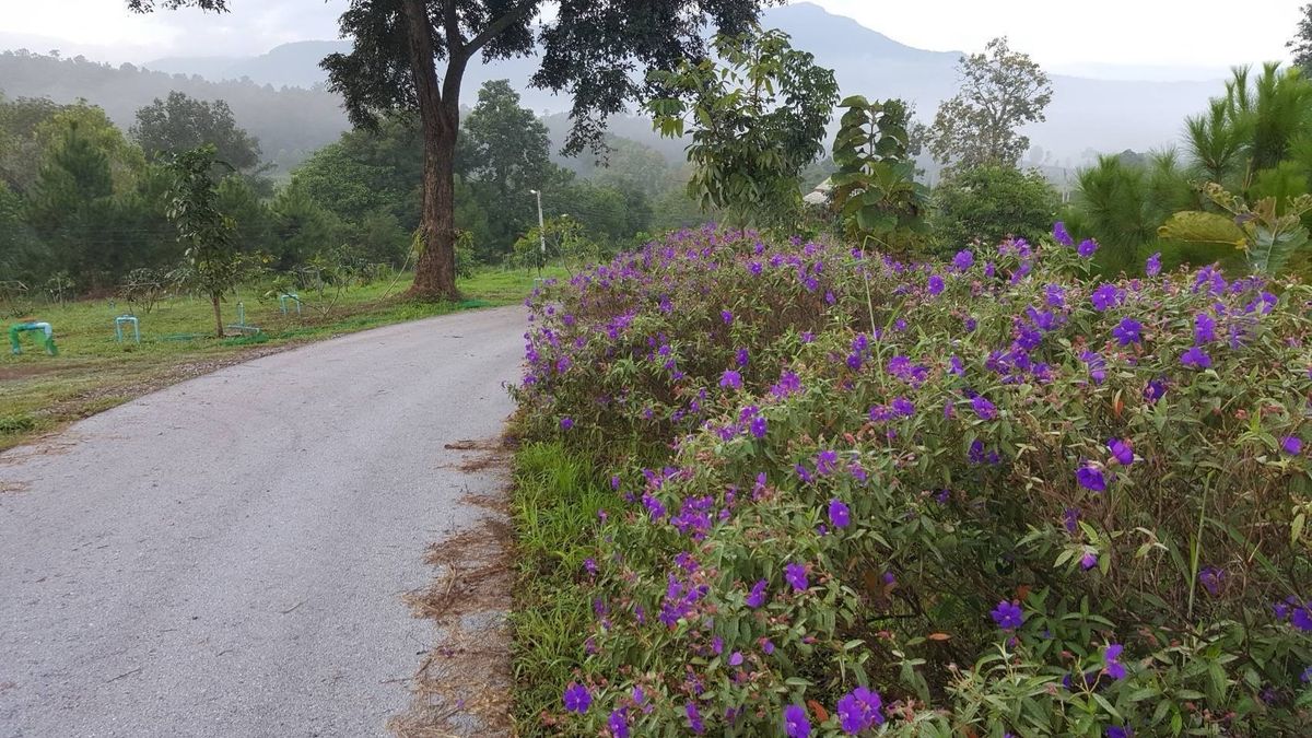 ขายที่ดินเลย : 1)ขายที่ดิน อ.ภูเรือ จ.เลย รวม60ไร่=35ลบ.
2)ขายที่ดิน อ.วัดเพลง จ.ราชบุรี รวม4-3-53ไร่@ 1ลบ./มือถือ0894542006