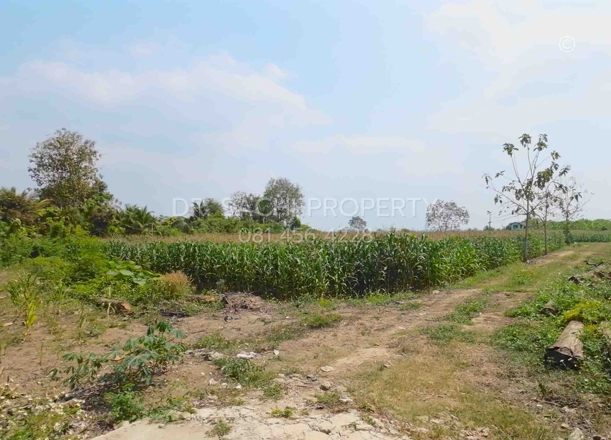 ขายที่ดินเชียงราย : ขายที่ดิน 4-2-56.9 ไร่ บ้านสันต้นธง ใกล้สามเหลี่ยมทองคำ, ดอยสะโง้ เชียงแสน จ.เชียงราย