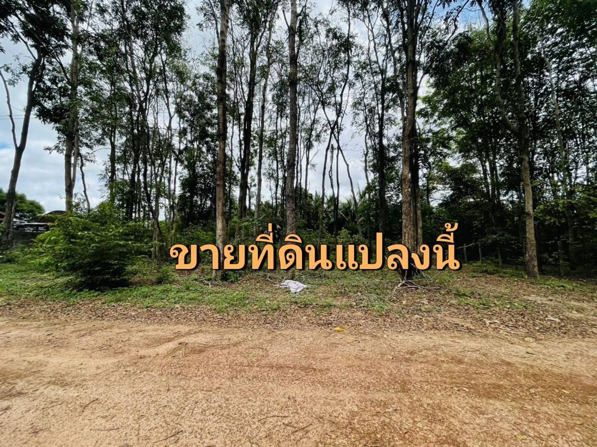 ขายที่ดินอุบลราชธานี : ขายที่ดินท่าช้าง  อ.สว่างวีระวงศ์ จ.อุบลฯ อยู่ใกล้ปั๊มปตท.