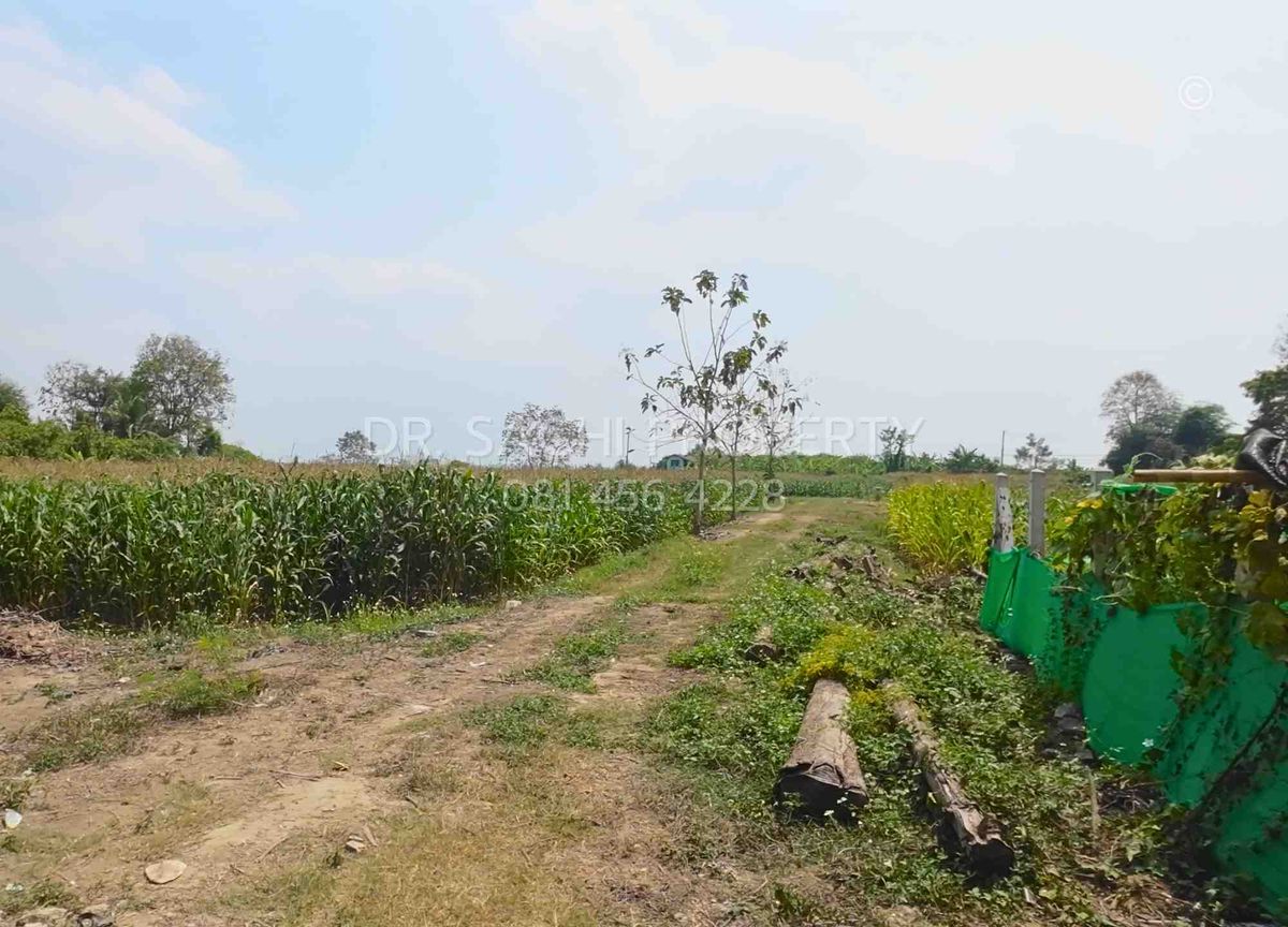 ขายที่ดินเชียงราย : ขายที่ดิน 4-2-56.9 ไร่ บ้านสันต้นธง ใกล้สามเหลี่ยมทองคำ, ดอยสะโง้ เชียงแสน จ.เชียงราย