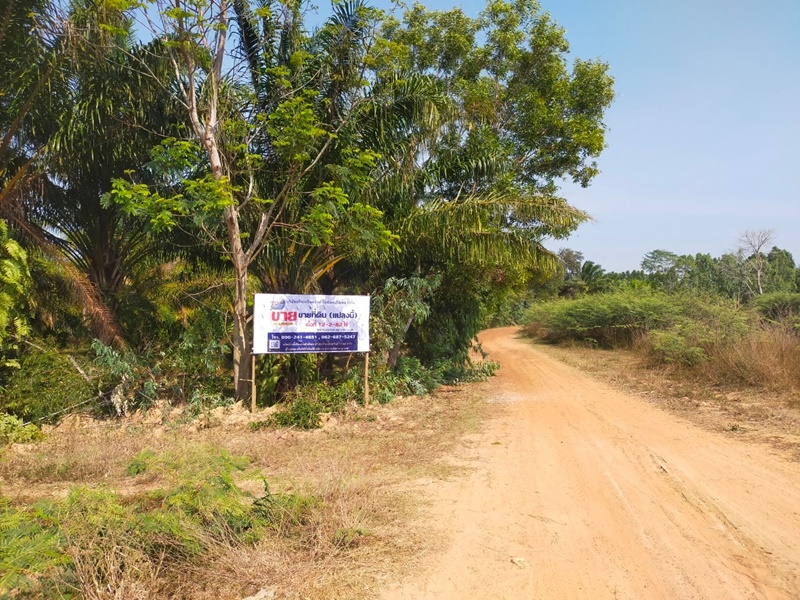 ขายที่ดินสุรินทร์ : แยก ทล.224-บ้านรุน นครราชสีมา-หินโคน (224) บักได พนมดงรัก สุรินทร์