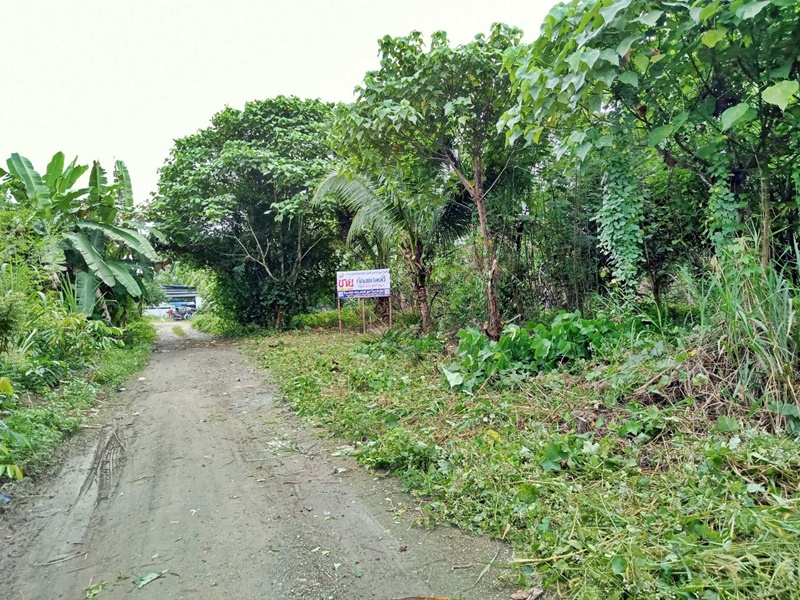 For SaleLandKoh Samui, Surat Thani : Located in the alley without name Ban Nai-Don Sak (4142) Pak Phraek Don Sak Surat Thani
