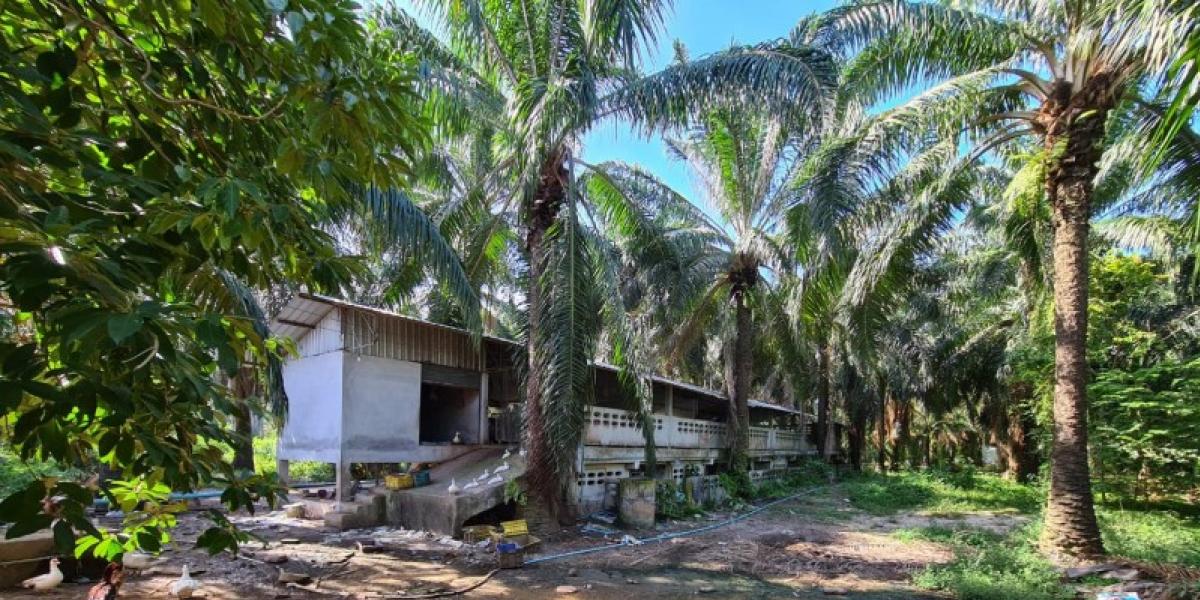 For SaleHouseNakhon Si Thammarat : 353/2 Soi Prapasit Prachasichon Sichon Nakhon Si Thammarat