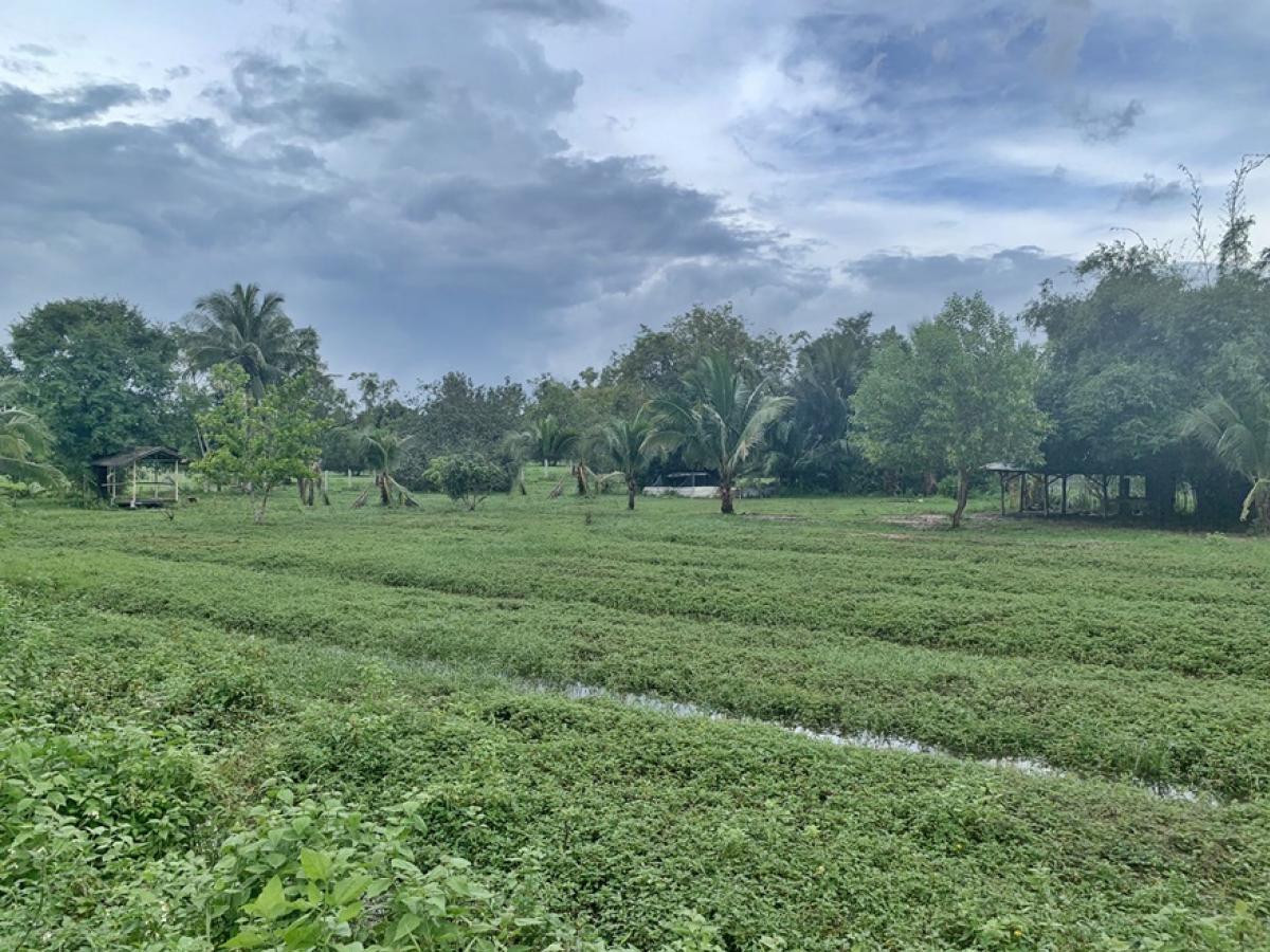 ขายที่ดินสมุย สุราษฎร์ธานี : ที่ดิน