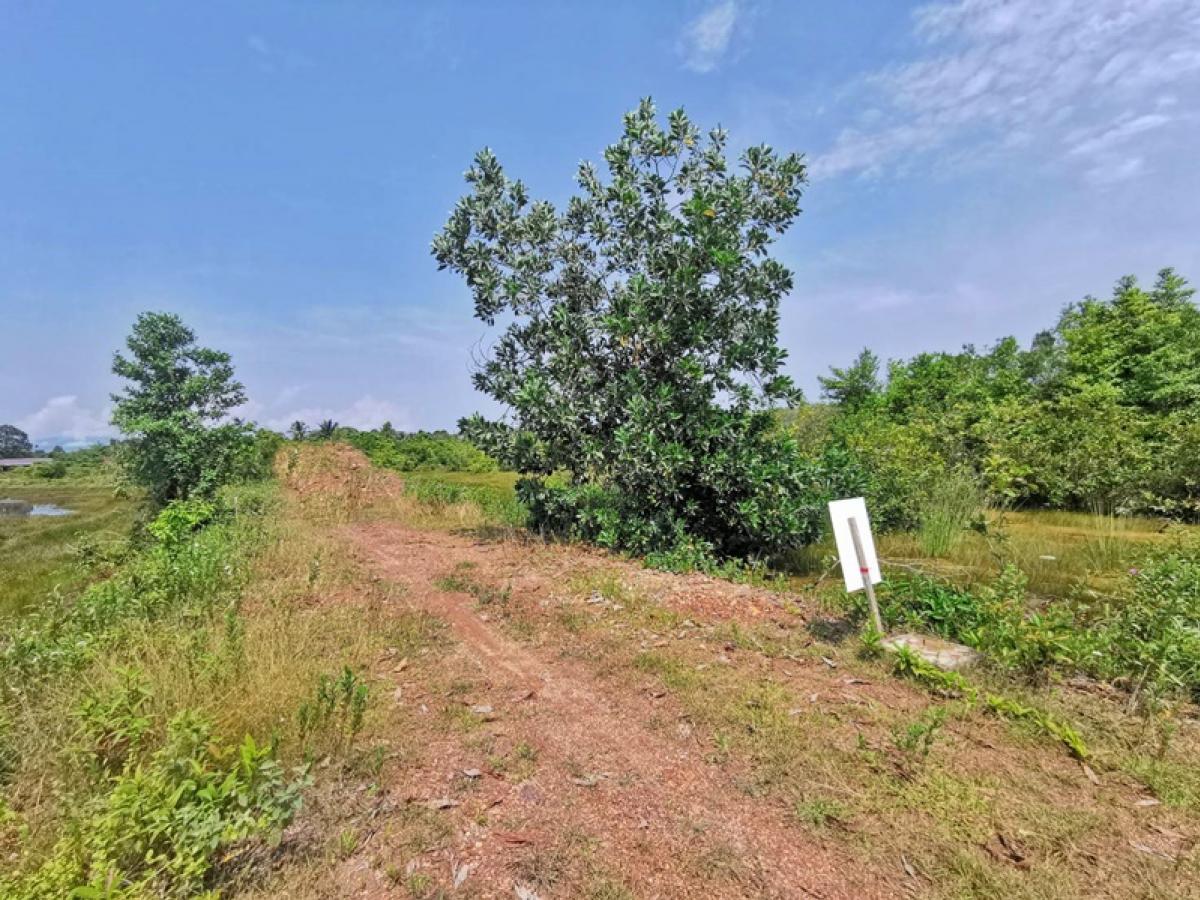 For SaleLandNarathiwat : Soi Licking Bheng Boy Ban Kwal Sera Road - Ban Talalae (Nor. 4012) separated from Sungai Kolok -Tak Bai Road (42) Passen Sungai Kolok Narathiwat