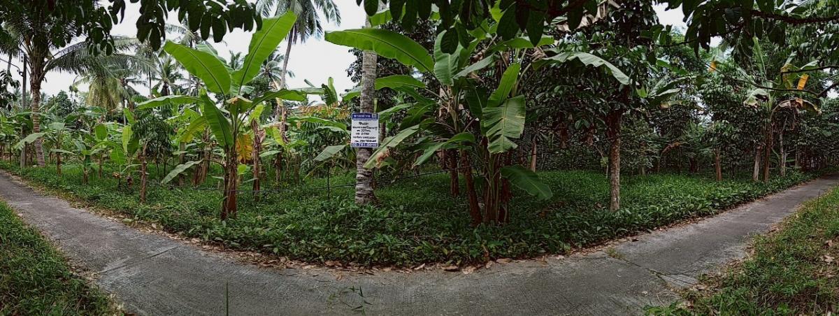 For SaleLandYala : - Yala - Kota Baru Road (Tor. 4063) Kota Baru Raman Yala