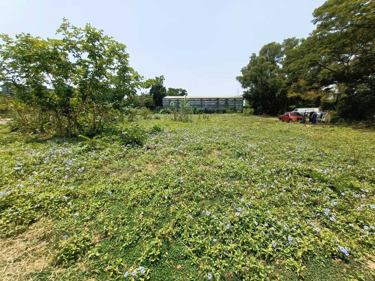 ขายที่ดินพัฒนาการ ศรีนครินทร์ : ขายด่วนที่ดินแปลงใหญ่ เลียบมอเตอร์เวย์ พัฒนาการ53 (N.633)