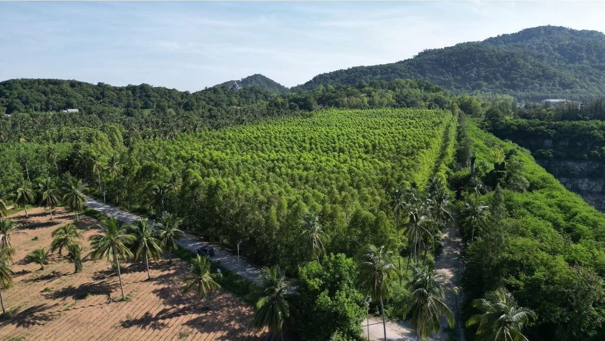 For SaleLandPattaya, Bangsaen, Chonburi : Land for Sale with Mountain View – Bang Phra, Si Racha, Chonburi