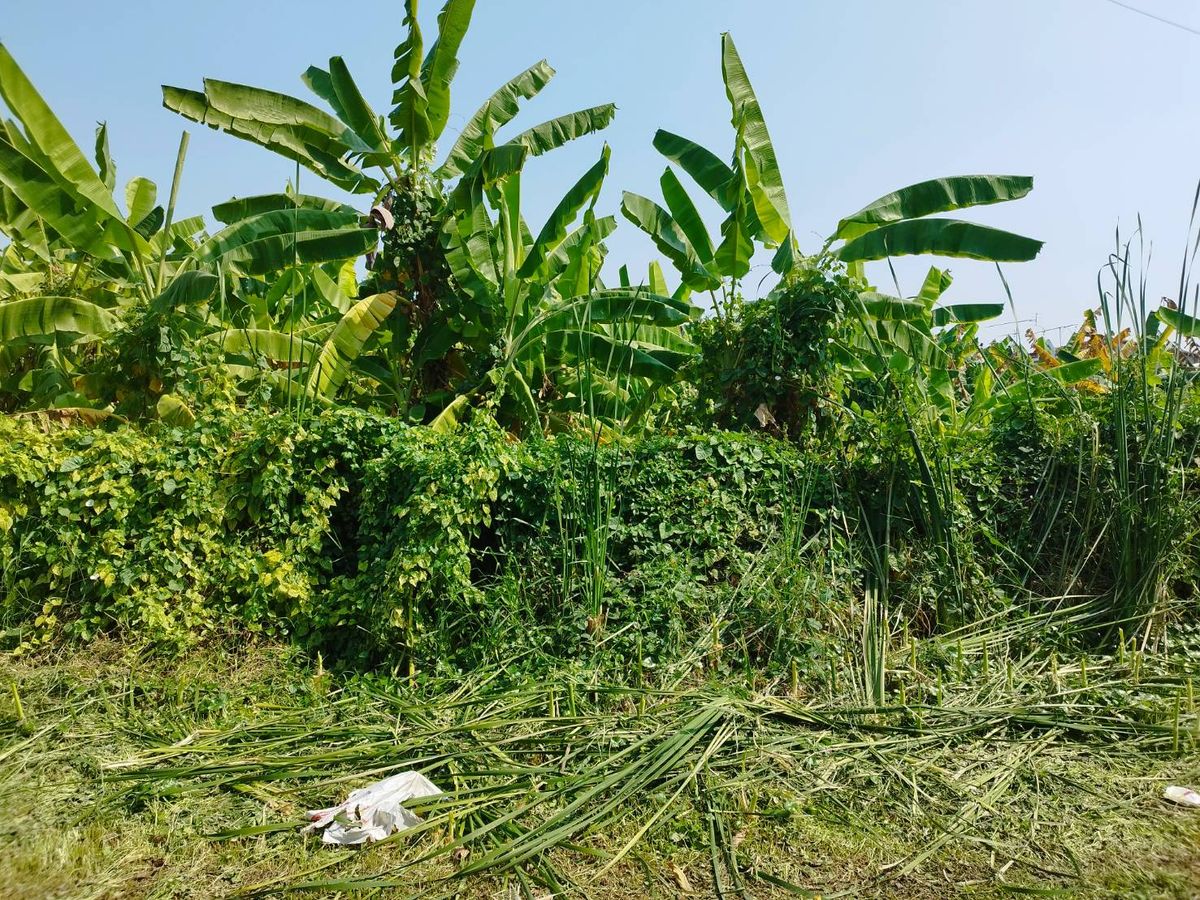 For SaleLandBang kae, Phetkasem : Urgent sale, land 339 sq.w., suitable for making an apartment mansion only 7.9 million baht