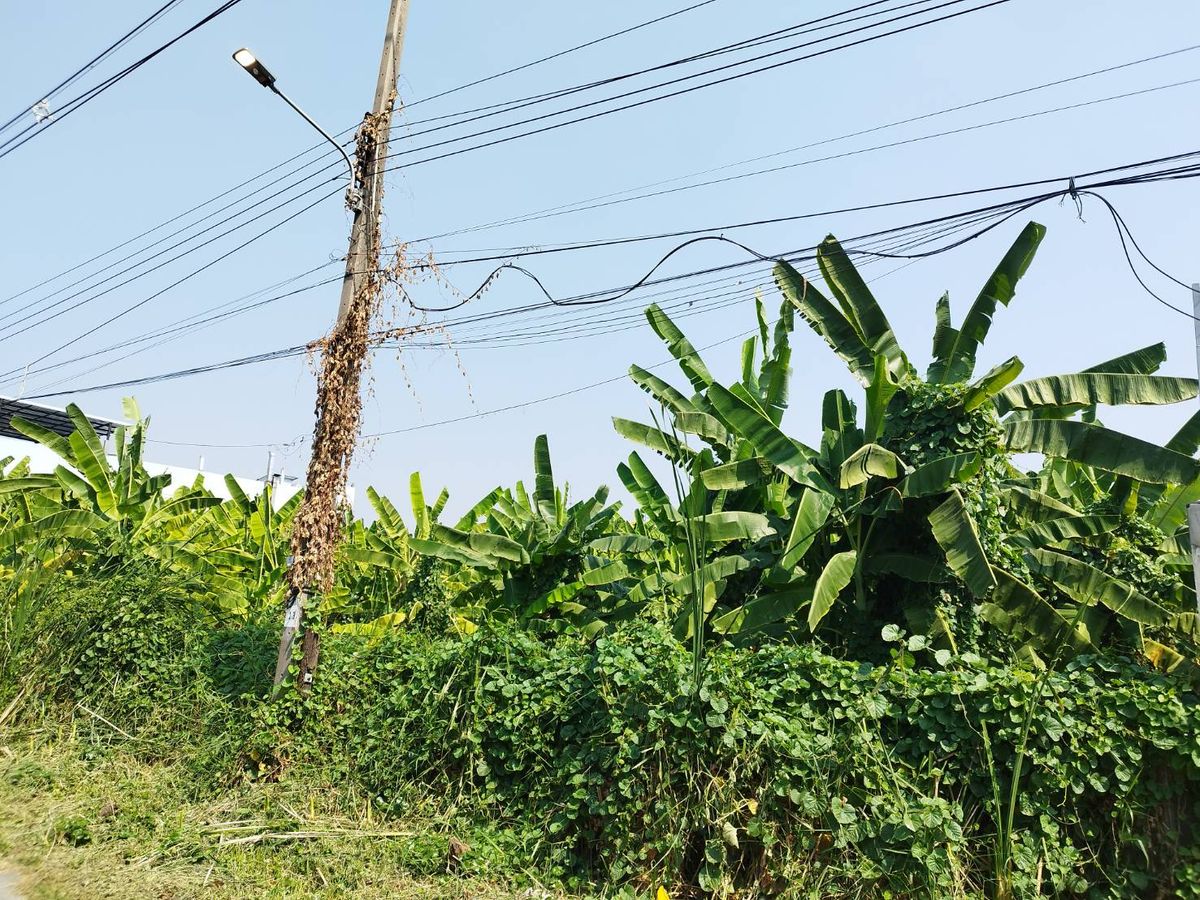 For SaleLandBang kae, Phetkasem : Urgent sale, land 339 sq.w., suitable for making an apartment mansion only 7.9 million baht