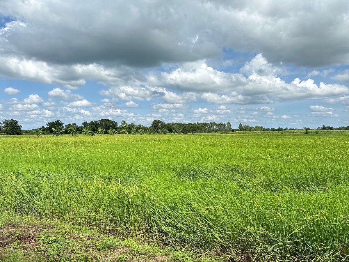 ขายที่ดินขอนแก่น : ขายที่นา ติดคลองชลประทาน ใกล้เมืองขอนแก่น – เหมาะทำบ้านสวนหรือทำนา