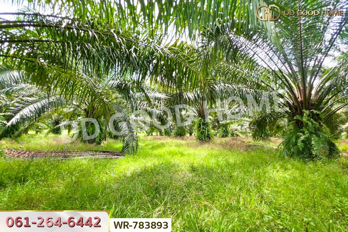 ขายที่ดินชุมพร : WR-783893 ที่ดิน 12 ไร่ 43.70 ตร.ว. หลังสวน ชุมพร ใกล้ โลตัสหลังสวน