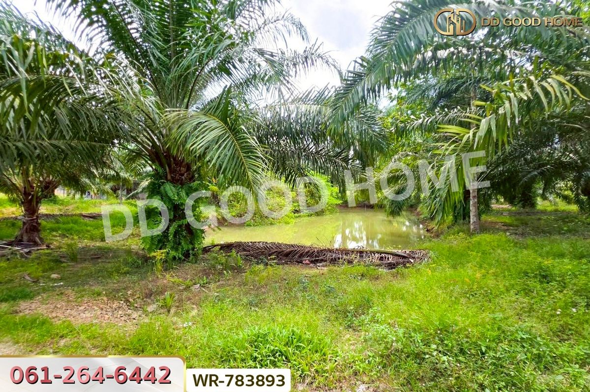 ขายที่ดินชุมพร : WR-783893 ที่ดิน 12 ไร่ 43.70 ตร.ว. หลังสวน ชุมพร ใกล้ โลตัสหลังสวน