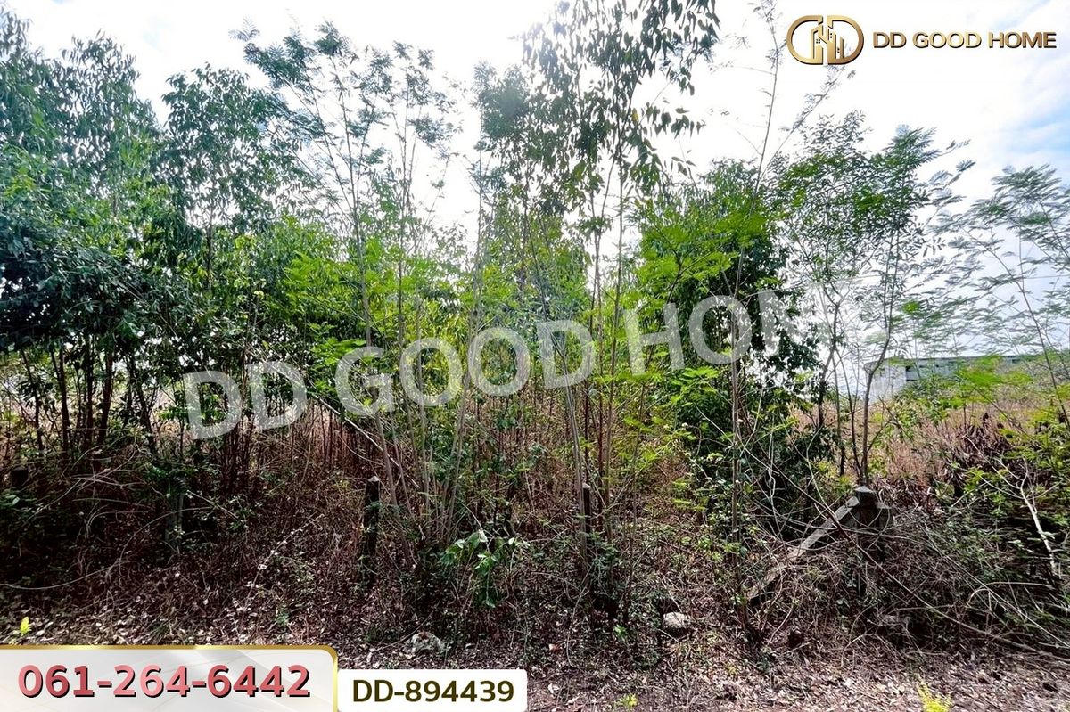 ขายที่ดินอุดรธานี : DD-894439 ที่ดินโนนสะอาด 100 ตร.ว. อุดรธานี ใกล้ที่ว่าการอำเภอโนนสะอาด