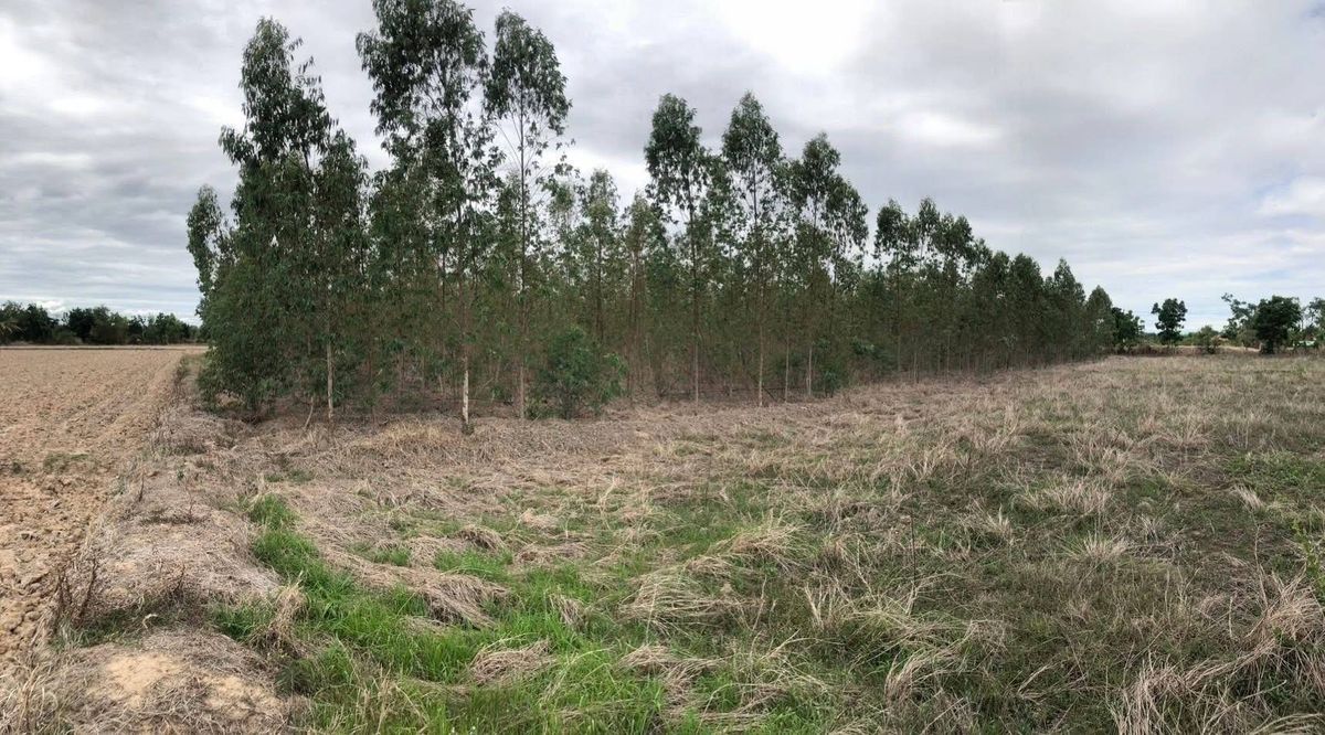 For SaleLandNakhon Sawan : Land on the main paved road, 4 -lane road project, located in Wang Ma Sub -district, Lat Yao District, Nakhon Sawan Province
