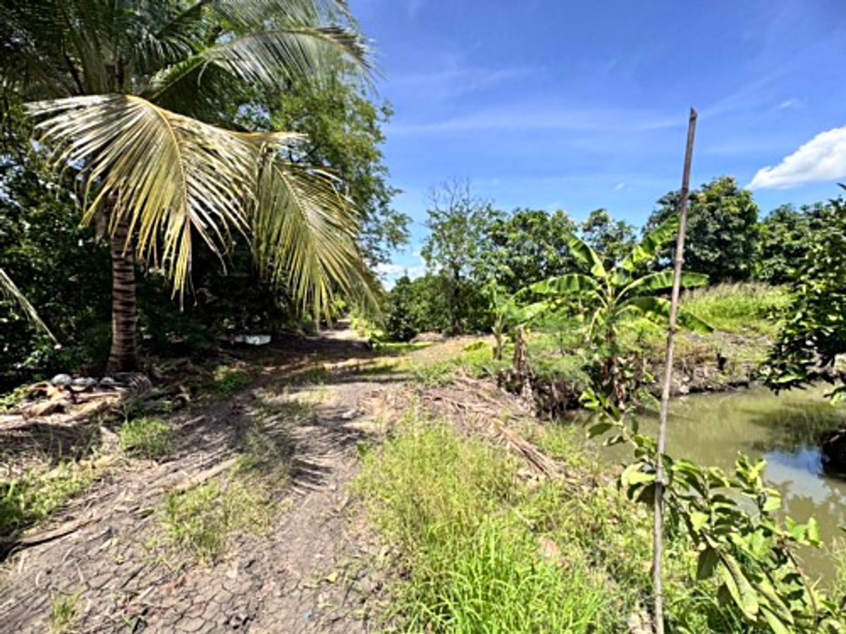 ขายที่ดินนครปฐม : ขายที่ดินสวนผลไม้ อำเภอสามพราน ตำบลคลองจินดา นครปฐม 25 ไร่ (N.1737)