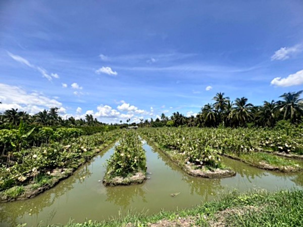 ขายที่ดินนครปฐม : ขายที่ดินสวนผลไม้ อำเภอสามพราน ตำบลคลองจินดา นครปฐม 25 ไร่ (N.1737)