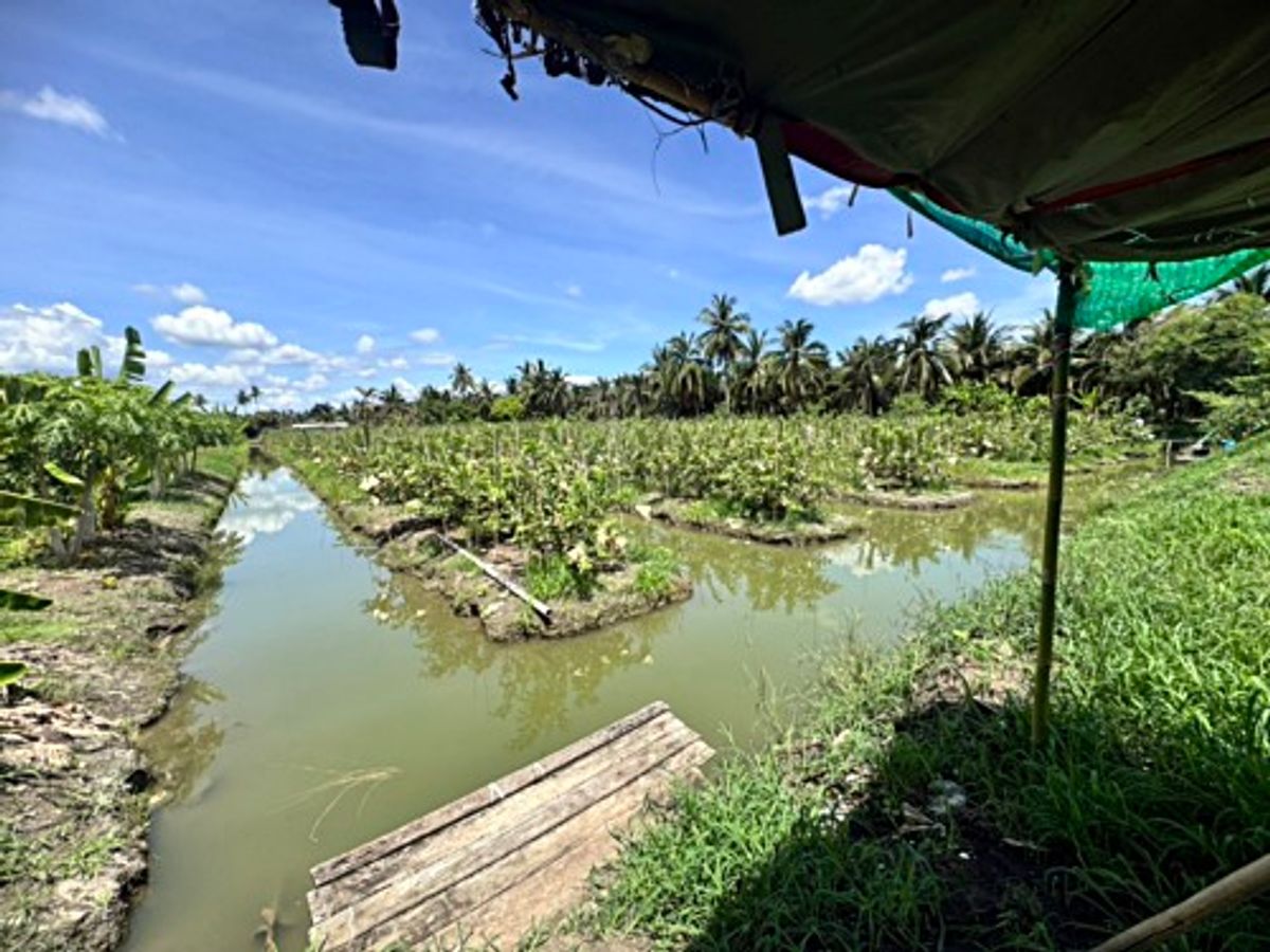 ขายที่ดินนครปฐม : ขายที่ดินสวนผลไม้ อำเภอสามพราน ตำบลคลองจินดา นครปฐม 25 ไร่ (N.1737)