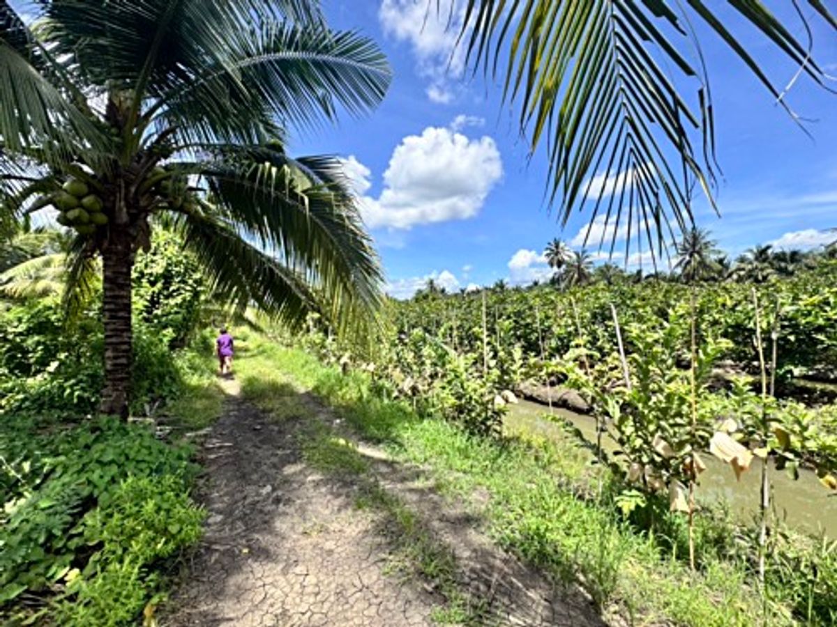 ขายที่ดินนครปฐม : ขายที่ดินสวนผลไม้ อำเภอสามพราน ตำบลคลองจินดา นครปฐม 25 ไร่ (N.1737)