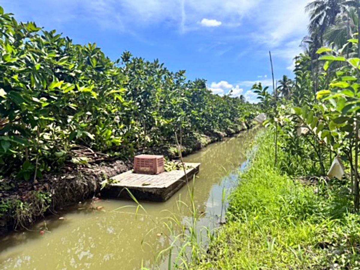 ขายที่ดินนครปฐม : ขายที่ดินสวนผลไม้ อำเภอสามพราน ตำบลคลองจินดา นครปฐม 25 ไร่ (N.1737)