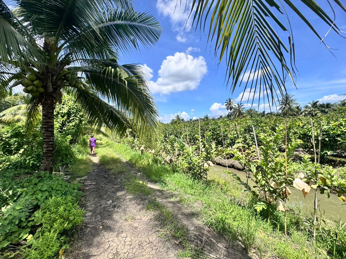 For SaleLandNakhon Pathom : Land for sale, fruit orchard, Sam Phran District Khlong Chinda, Nakhon Pathom 25 Rai