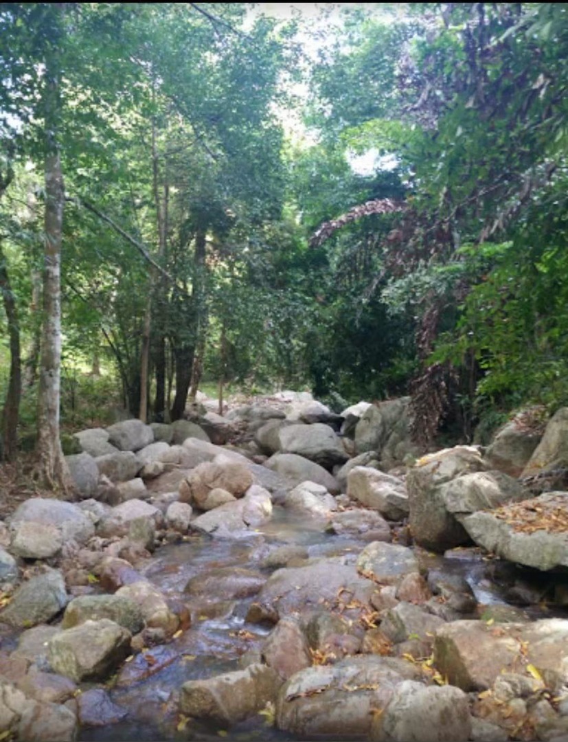 For SaleLandKoh Samui, Surat Thani : 🔥Urgent Sale🔥 Land on Koh Samui, rich in nature, waterfalls, streams, mountain and sea views (12 plots, not divided)