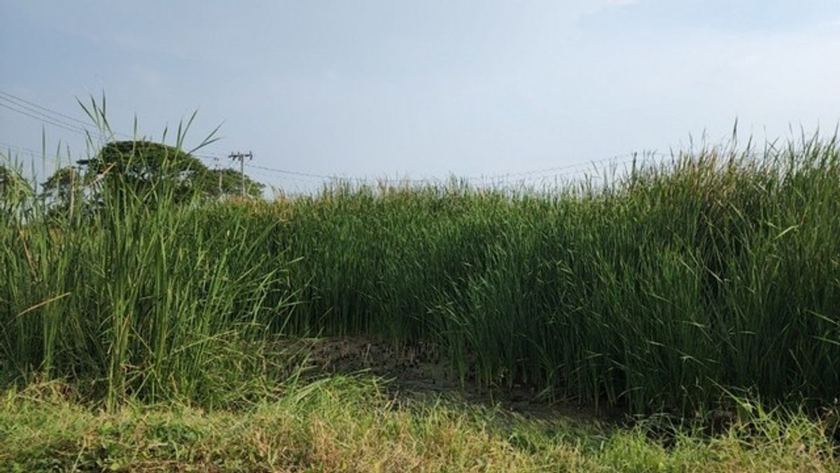 ขายที่ดินพัฒนาการ ศรีนครินทร์ : ขายที่ดินเปล่าทำเลยอดนิยมย่านพัฒนาการ ซอย อ่อนนุช 70/1 (N.642)