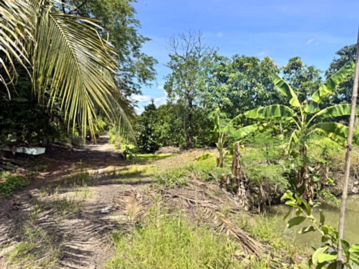 ขายที่ดินนครปฐม : ขายที่ดินสวนผลไม้ อำเภอสามพราน ตำบลคลองจินดา นครปฐม 25 ไร่ (N.1737)