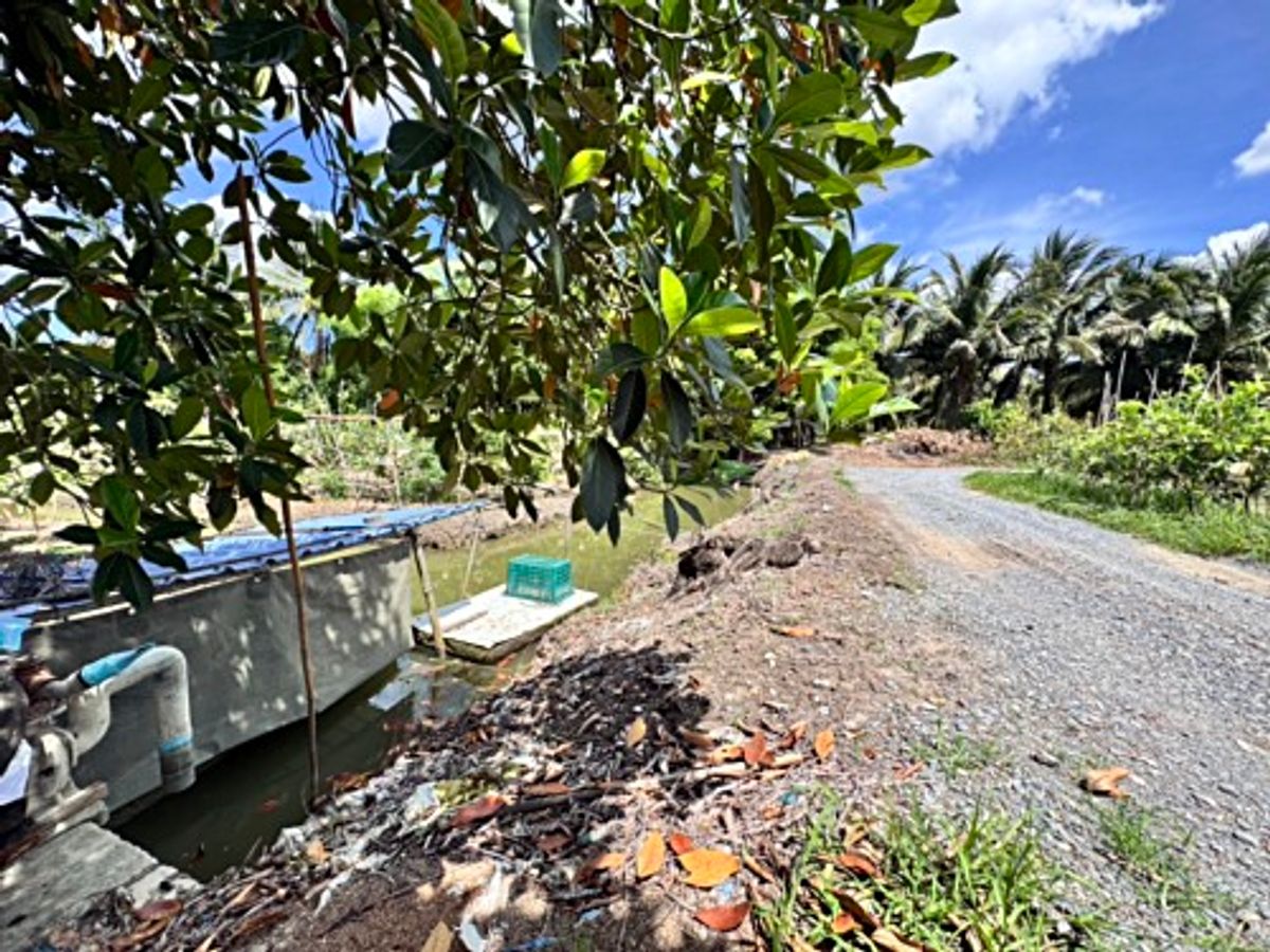 ขายที่ดินนครปฐม : ขายที่ดินสวนผลไม้ อำเภอสามพราน ตำบลคลองจินดา นครปฐม 25 ไร่ (N.1737)