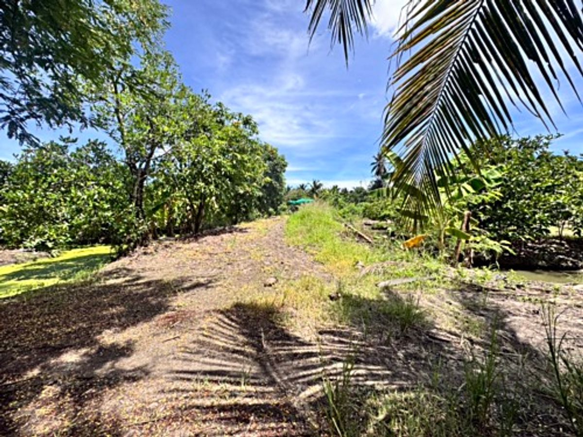 ขายที่ดินนครปฐม : ขายที่ดินสวนผลไม้ อำเภอสามพราน ตำบลคลองจินดา นครปฐม 25 ไร่ (N.1737)