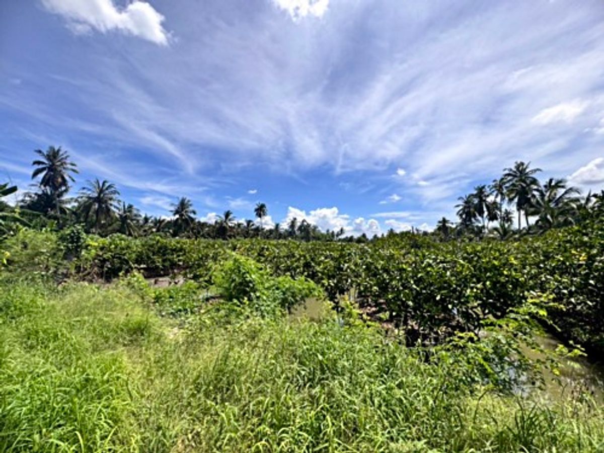 ขายที่ดินนครปฐม : ขายที่ดินสวนผลไม้ อำเภอสามพราน ตำบลคลองจินดา นครปฐม 25 ไร่ (N.1737)