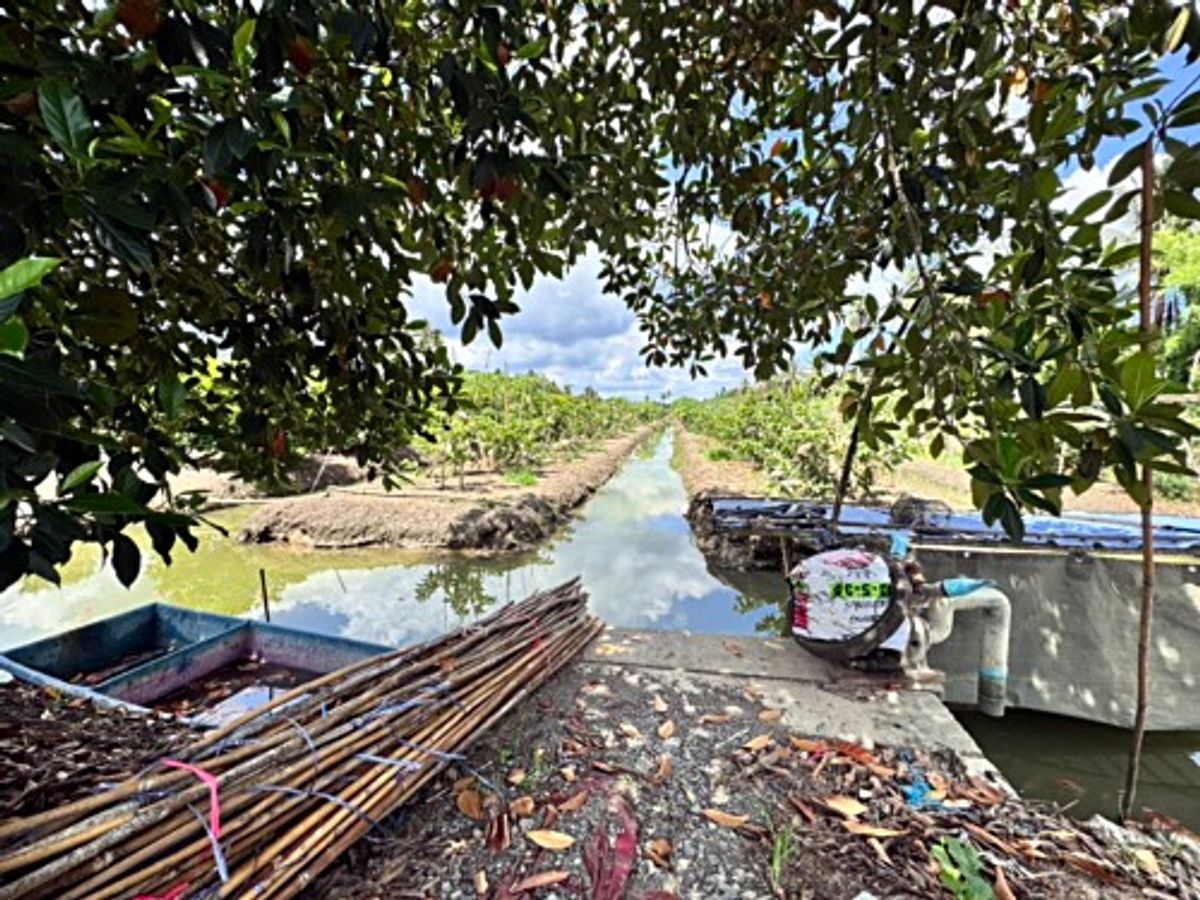 ขายที่ดินนครปฐม : ขายที่ดินสวนผลไม้ อำเภอสามพราน ตำบลคลองจินดา นครปฐม 25 ไร่ (N.1737)