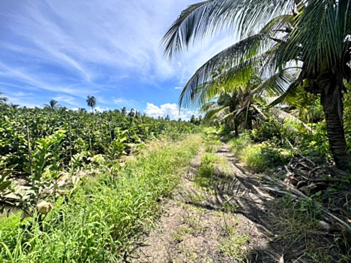 ขายที่ดินนครปฐม : ขายที่ดินสวนผลไม้ อำเภอสามพราน ตำบลคลองจินดา นครปฐม 25 ไร่ (N.1737)