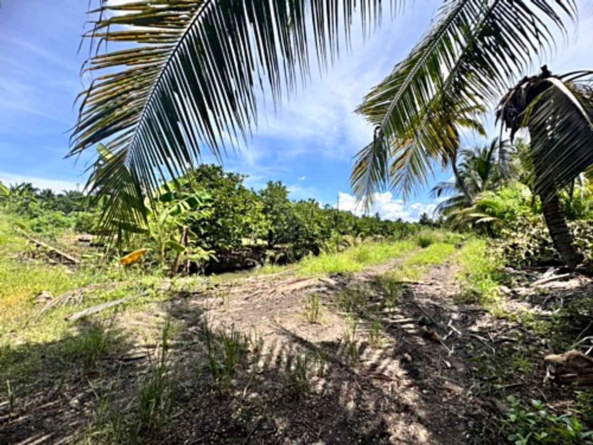 ขายที่ดินนครปฐม : ขายที่ดินสวนผลไม้ อำเภอสามพราน ตำบลคลองจินดา นครปฐม 25 ไร่ (N.1737)